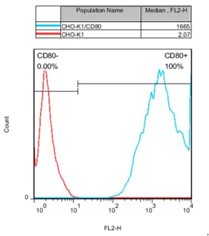 CD80 CHO-K1 cells - M00545