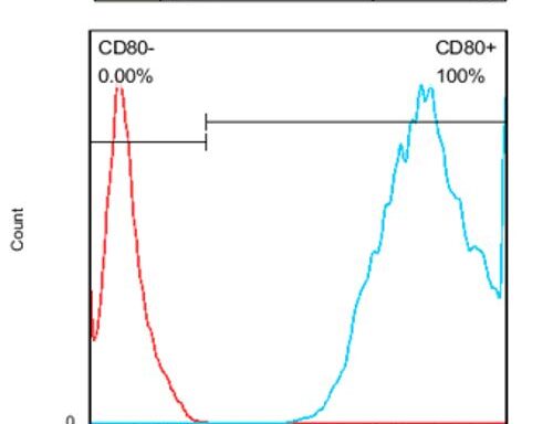 CHO-K1/ CD80 Stable Cell Line