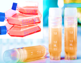 primary cells and cell lines