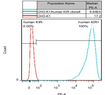 CHO-K1/ KIR Stable Cell Line