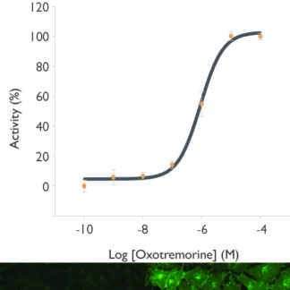 CHRM1 Receptor Cell Line