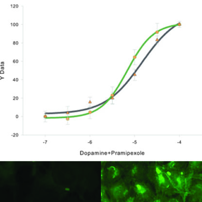 drd3 cells