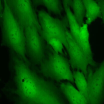 c2c12 gfp