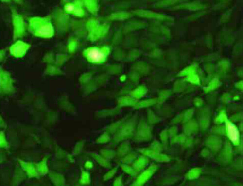 Green Fluorescent RKO Cell Line