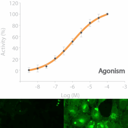 DP1 cell line