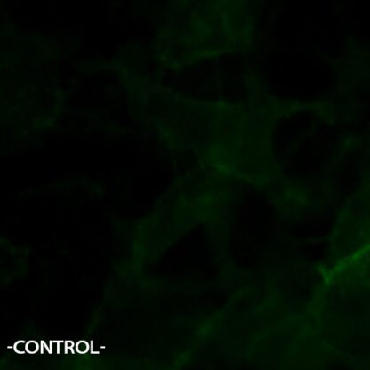 adra2a receptor cell line
