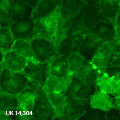 adra2a receptor cell line