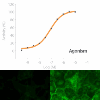 adra2a receptor cell line