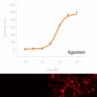 HTR1A Receptor cell line
