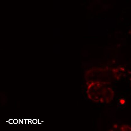 HTR1A Receptor cell line
