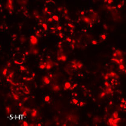 HTR1A Receptor cell line