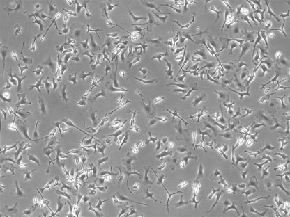 Mouse Kupffer Cells