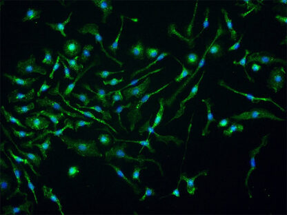 Mouse Kupffer Cells