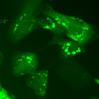 TDP-25 assay cell line