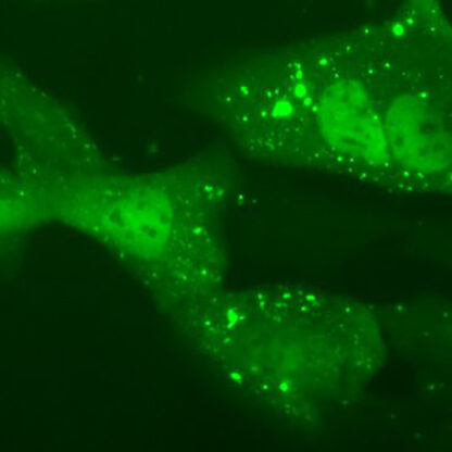 TDP-25 assay cell line