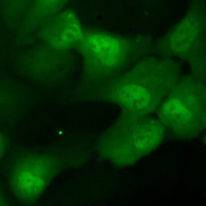 TDP-25 assay cell line