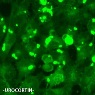 Multiplexing-GPCR Screening Cell Lines - NOMAD
