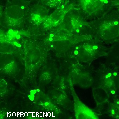 ADRA2B Receptor Cell Line
