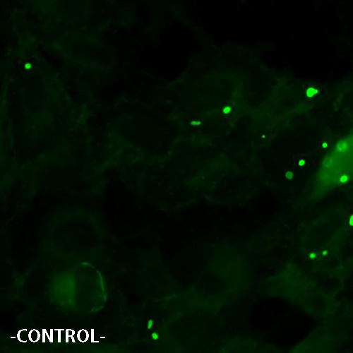 ADRA2B Receptor Cell Line negative control