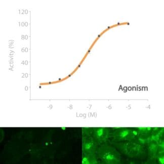 ADRB1 Receptor Cell Line