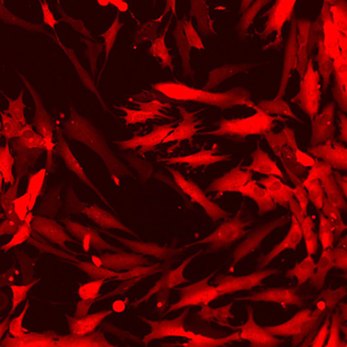 red fluorescent human colonic fibroblasts