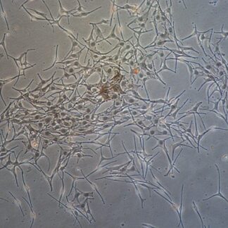 Human Melanocytes