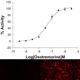 Muscarinic M4 Receptor Cell Line